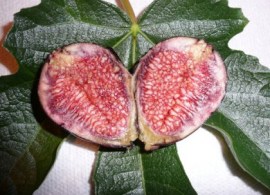 ficus carica violette de bordeaux - agristarts